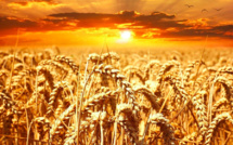 Sécheresse : les inquiétudes des agriculteurs corses