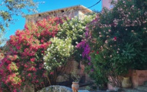 La photo du jour : Bettulacce, hameau fleuri de Ruglianu