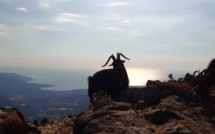 La photo du jour : Saone è u beccu