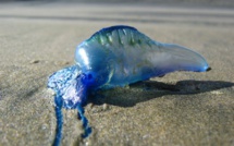 Faut-il craindre l'arrivée de la "galère portugaise" en Corse ?