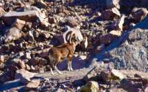 La photo du jour : le mouflon du lac d'Argento