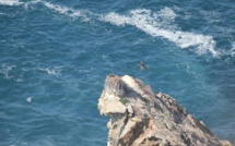 Dans le Cap Corse cinq jeunes balbuzards pêcheurs réussissent leur premier envol