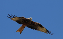 La photo du jour : U filanciu d’Albertacce