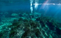 Canicule sous-marine : l'herbier de posidonie menacé par la hausse des températures 