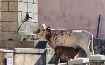 La photo du jour : Un vendredi matin à Evisa