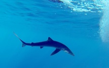 Près de 50 espèces de requins dans les eaux corses : faut-il en avoir peur ?