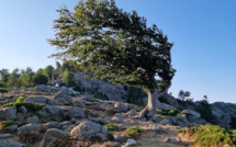 La météo du mercredi 10 août  2022 en Corse