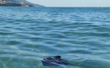 Bastia : attention à la raie pastenague