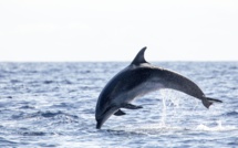 Cap Corse : le ballet des dauphins