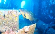 Taverna : Une balade sous-marine avec Stéphan Le Gallais