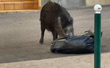 Ajaccio : les sangliers débarquent en ville