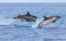 La photo du jour : les dauphins de Macinaggio
