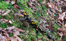 La photo du jour : la salamandre de Cucuruzzu