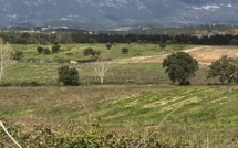 Mainmise de la mafia sur les terres agricoles en Corse : précision