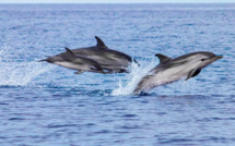  Sanctuaire Pelagos : Corsica Ferries toujours engagée dans la sauvegarde des cétacés