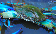 Comment le crabe bleu est-il devenu un danger pour la biodiversité corse ?