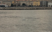 Une baleine traverse la passe du port de Bastia