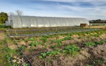 "Da l'ortu à u piattu" : le campus Corsic'Agri Borgo-Marana approvisionne désormais deux collèges en légumes frais