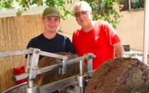 Thierry Cervoni est le nouveau président de la  filière oléicole corse