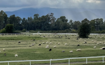 La photo du jour : les moutons de Calzarellu