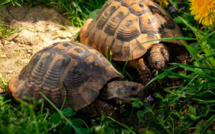 Ajaccio : prison avec sursis et 140 000 euros d'amende requis pour destruction de tortues d'Hermann