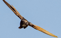 Un couple de Martinet cafre niche pour la 1ère fois en France, en Corse