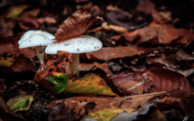 Le champignon dans tous ses états : une centaine de mycologues pendant une semaine à Taglio-Isolaccio