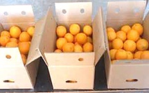 Fruits et légumes d'Espagne et d'Italie : La FDSEA de Corse dénonce "les grandes et moyennes surfaces et certains grossistes"