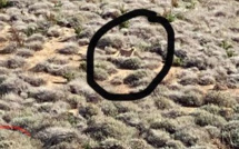 Punta di Spanu : Lynx, Puma, "Ghjattu-volpe" d'Ascu : de quel animal s'agit-il ?