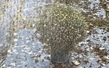 "Il y a, environ, 1 200 tombes de Corses à détruire autour de Paris"