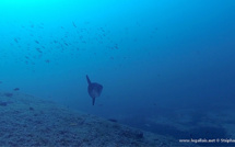 Insolite : Mola mola sur les épaves du Cap Corse !