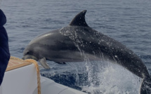 Baie de Calvi : les dauphins font la fête autour du bateau