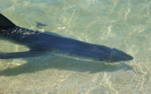 Plaine Orientale : Peau bleue sur la plage de Calzarellu