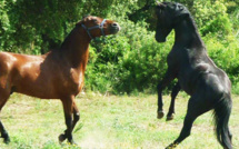 Cavallu Corsu : Deux rendez-vous importants au col de Pratu