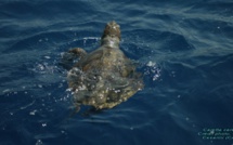 Un réseau d'alerte tortues marines en Corse