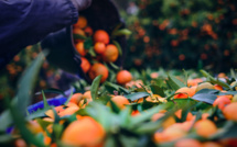 Une excellente saison en perspective pour les clémentines corses