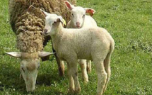 Nouvelle campagne de vaccination contre la fièvre catarrhale ovine