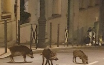Ajaccio : les sangliers dans la ville