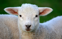 Saturation des abattoirs en Corse : la FDSA demande l'abattage des agneaux à la ferme