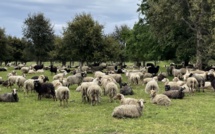 Fièvre catarrhale ovine : le retour de la maladie en Sardaigne inquiète la Corse
