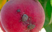 La punaise diabolique attaque toutes les filières agricoles de Corse