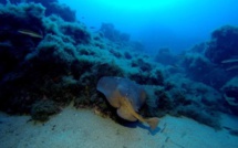 Stéphan Le Gallais : Dans le sillage des raies du Valinco