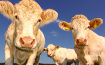 Le syndicat agricole Coordination rurale s'installe en Corse