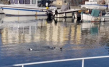 VIDEO - Ajaccio : les pingouins sont dans le port