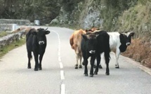 Divagation animale en Corse : pour Core in Fronte c'est aussi un problème de "santé publique"