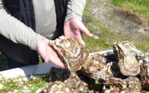 En Corse, les huîtres vont-elles coûter plus cher pour les fêtes ?