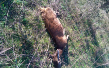 Serra-di-Fium'Orbu : Une jeune biche retrouvée tuée par balle, le PNRC porte plainte 