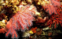 Golfe du Valinco : Corail et langoustes dans l'objectif de Stéphan Le Gallais