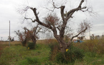 Xylella Fastidiosa : Des mesures pour prévenir l'introduction de la bactérie