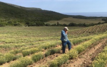 L'huile essentielle de l'immortelle de Corse en quête d'un label européen